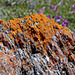 Lichen and wildflowers