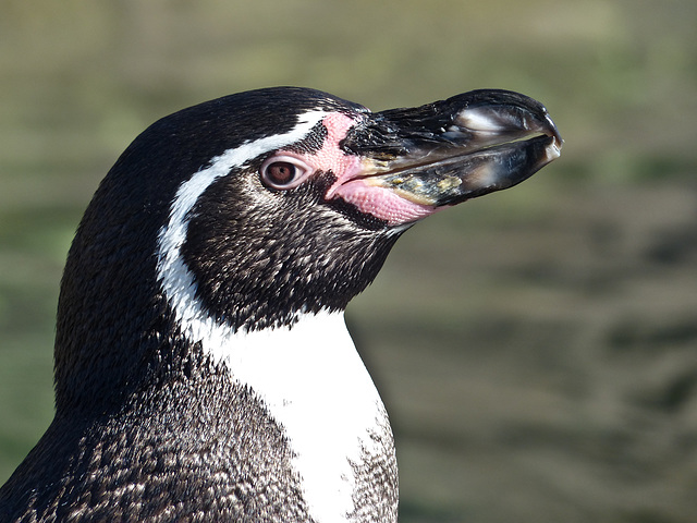 Humboldt Penguin