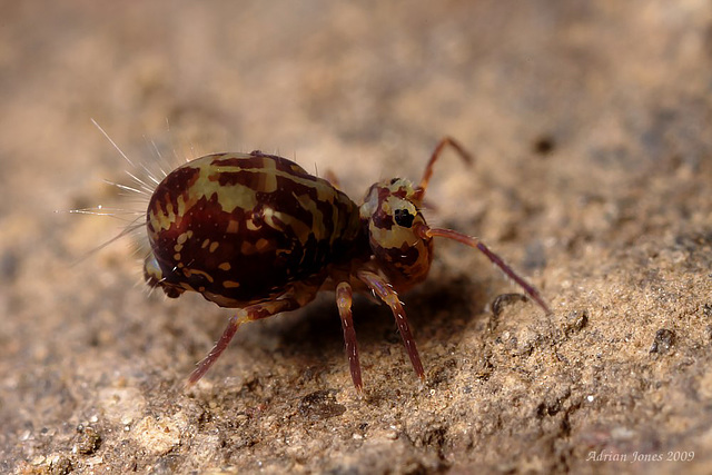 Dicyrtomina saundersi