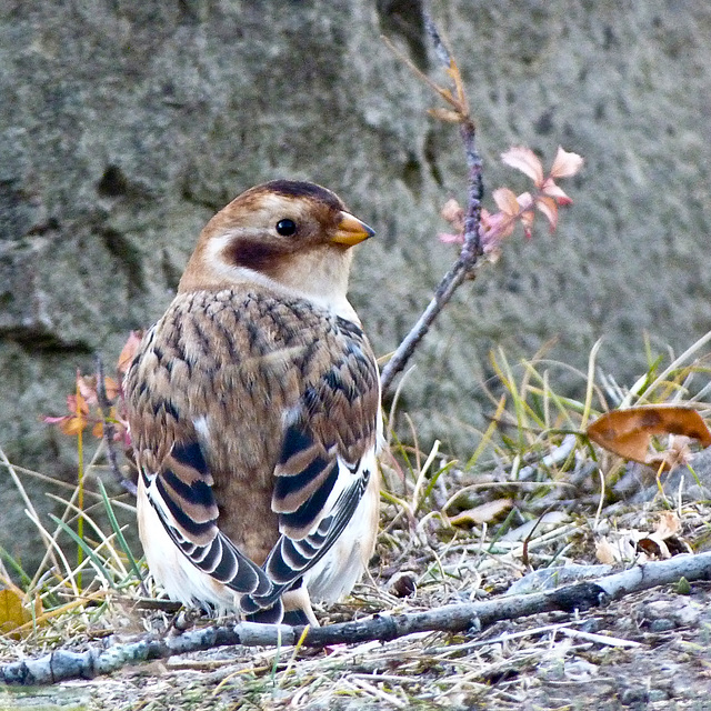 Juvenile Snow Bunting / Plectrophenax nivalis