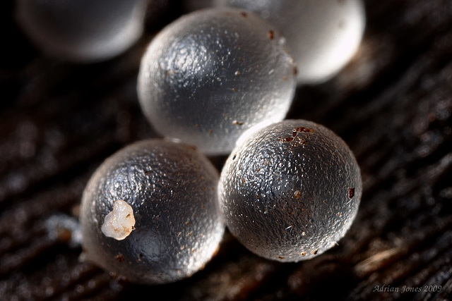 snail eggs