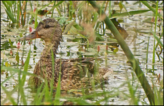 Duck in swamp.