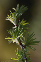 Pseudolarix amabilis, The Golden Larch