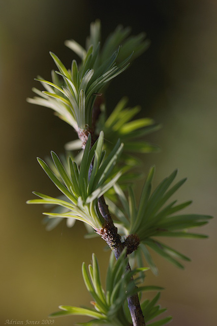 Pseudolarix amabilis, The Golden Larch