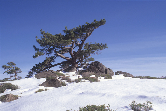 Skylined Tree