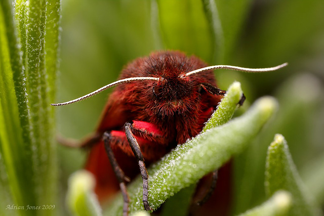 Ruby Tiger Moth