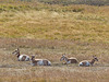 Resting Pronghorns, Yellowstone National Park