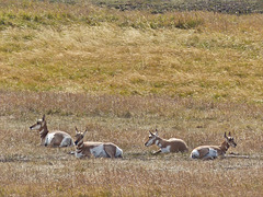 Resting Pronghorns, Yellowstone National Park