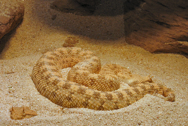 Wüsten-Hornviper (Wilhelma)