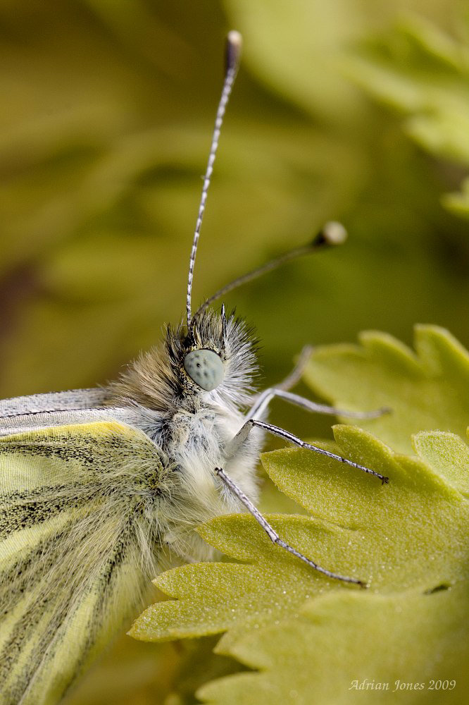 Green Veined White Butterfly