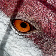 The beautiful eye of a Sandhill Crane