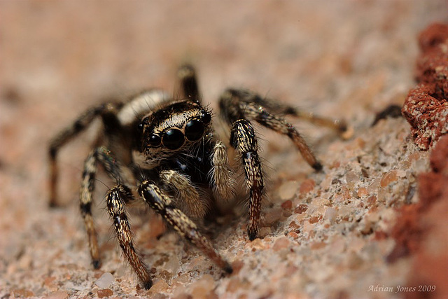 jumping spider (Salticus scenicus)