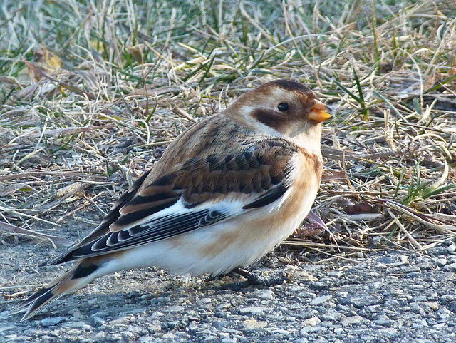 Juvenile Snow Bunting / Plectrophenax nivalis