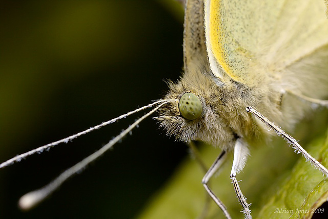 large cabbage white butterfly