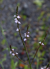 Verbena officinalis (3)