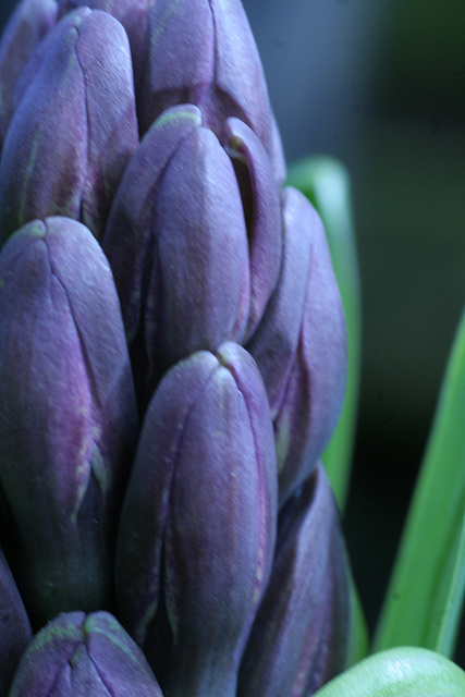 Purple Hyacinth