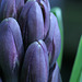 Purple Hyacinth