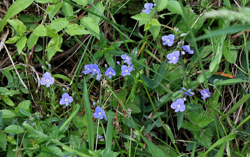 Veronica chamaedrys