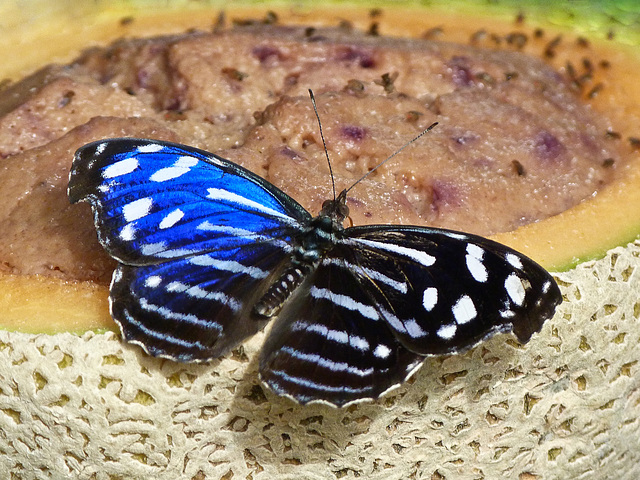 Blue Wave / Myscelia cyaniris