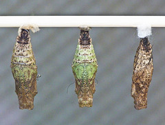 Red Spotted Swallowtail butterfly pupae