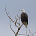 Distant Bald Eagle