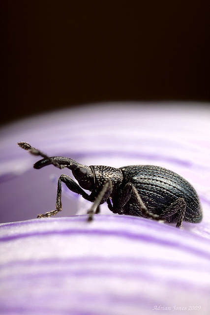 weevil