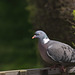 Hey, you there, wake up!  Wood pigeon (Columba palumbus)