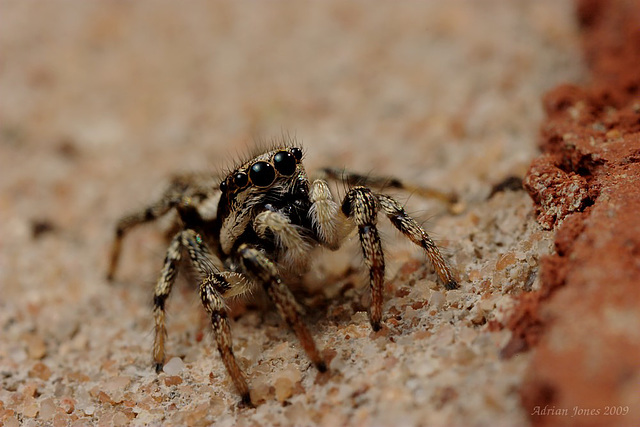 jumping spider (Salticus scenicus)