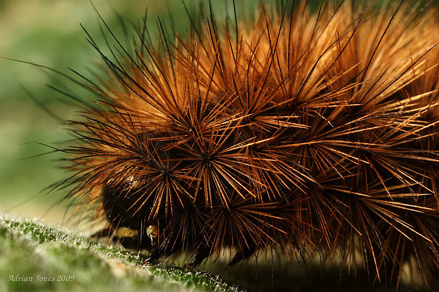 Ruby Tiger Caterpillar