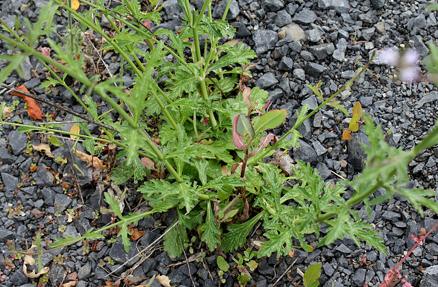 Verbena officinalis (4)