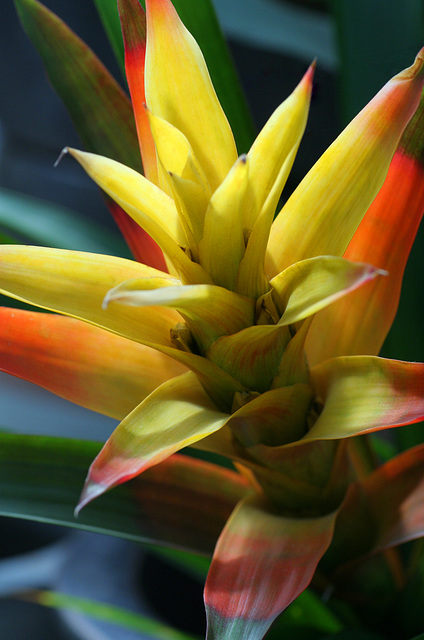 Yellow Bromeliad