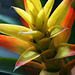 Yellow Bromeliad