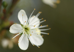 Cherry Plum blossom