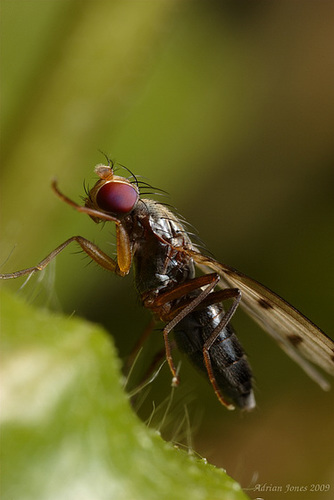 Small fly