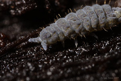 Neanura muscorum