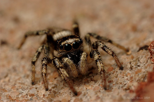 jumping spider (Salticus scenicus)