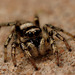 jumping spider (Salticus scenicus)