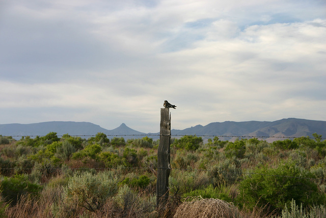 Bird, with Disaster Peak