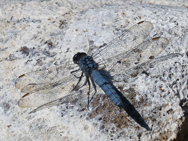 Blue beauty