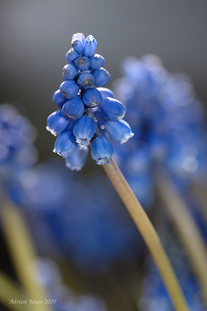 Muscari armeniacum