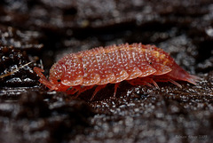 Rosy woodlouse (Androniscus dentiger )