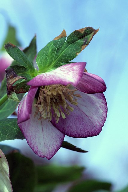 Helleborus