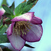 Helleborus