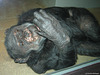 Schimpanse Moritz (Wilhelma)