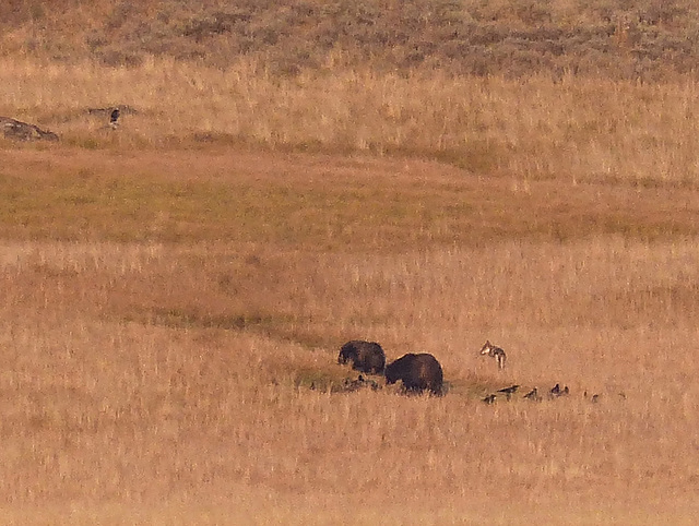 Two Grizzlies AND a Wolf