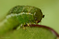 Moth caterpillar