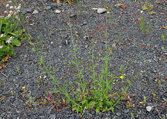 Verbena officinalis (5)