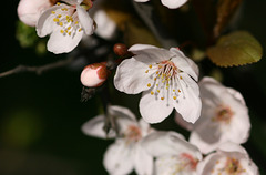Cherry Plum blossom
