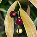 Star-flowered Solomon's Seal berries