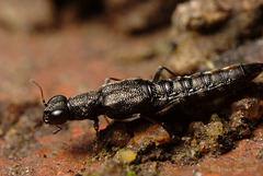 Rove Beetle